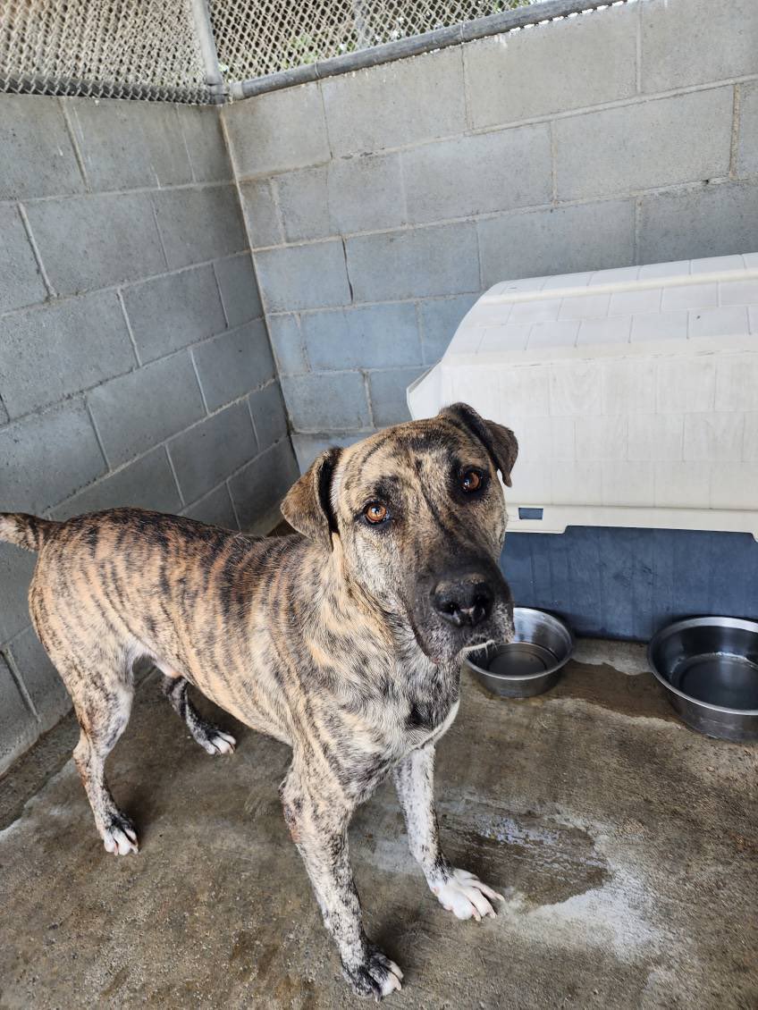 STARTRescueTeam's tweet image. SARGE starts his journey tomorrow to meet his new family on the East Coast. It took a VILLAGE, but it was worth it! This truly special boy will have the family he always deserved! So grateful to @BabyDogeCoin for helping us on this mission! #BabyDogeImpact #donatecrypto #Rescued