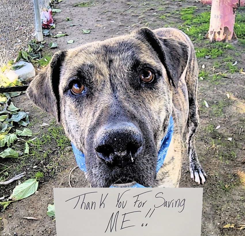 STARTRescueTeam's tweet image. SARGE starts his journey tomorrow to meet his new family on the East Coast. It took a VILLAGE, but it was worth it! This truly special boy will have the family he always deserved! So grateful to @BabyDogeCoin for helping us on this mission! #BabyDogeImpact #donatecrypto #Rescued