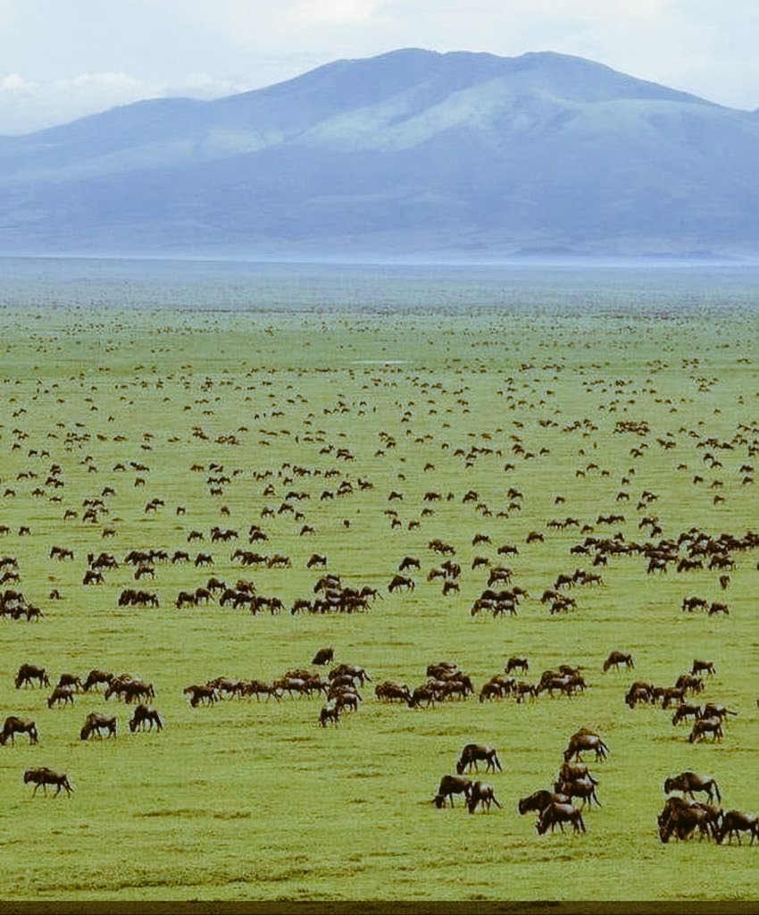 Beautiful Serengeti National Park, Tanzania 🇹🇿. Paradise of Africa. 😍😍