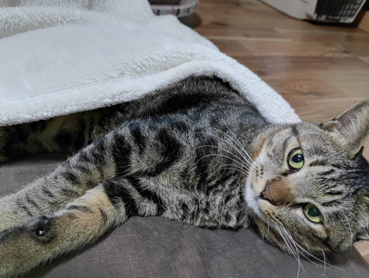 メガロくんの最高の冬 おこた編