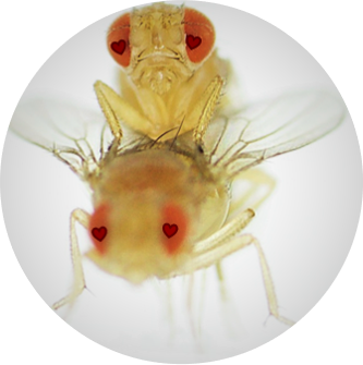Lydia Grmai, PhD 🇪🇷🔬🎶 (@lydiagrmai) on Twitter photo Calling all fly biologists: submit your research for consideration in the “Everything you ever wanted to know about sex” workshop at #Dros25! We hope to highlight diverse science, researchers, and career stages. Email submission to rmgraze@auburn.edu by Wed, Jan 15. Calling all fly biologists: submit your research for consideration in the “Everything you ever wanted to know about sex” workshop at #Dros25! We hope to highlight diverse science, researchers, and career stages. Email submission to rmgraze@auburn.edu by Wed, Jan 15.