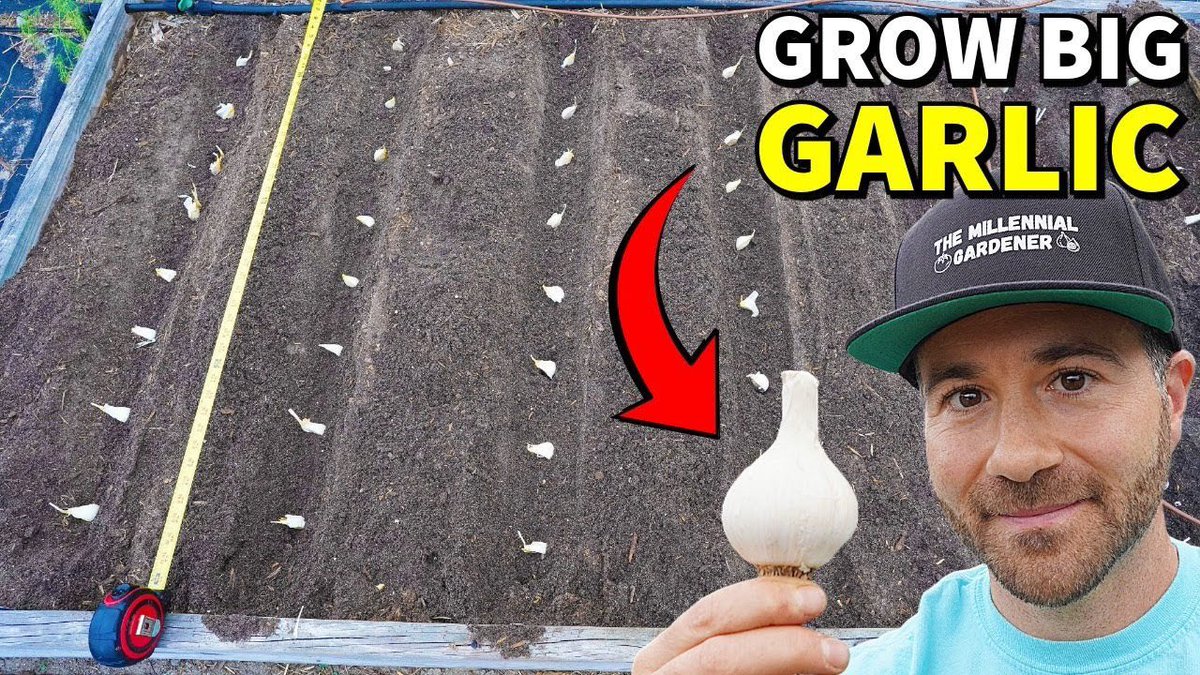 NCGardening's tweet photo. New YouTube vid! A complete guide to grow #garlic for big harvests! It’s easy! 🧄
https://t.co/uMdeqHKVn9
#plantinggarlic #harvesting #planting #garden #gardening #gardeninglife #gardeninglove #vegetablegarden #vegetablegardening #ediblelandscaping #growyourown #growyourownfood https://t.co/yUXrA1qx93