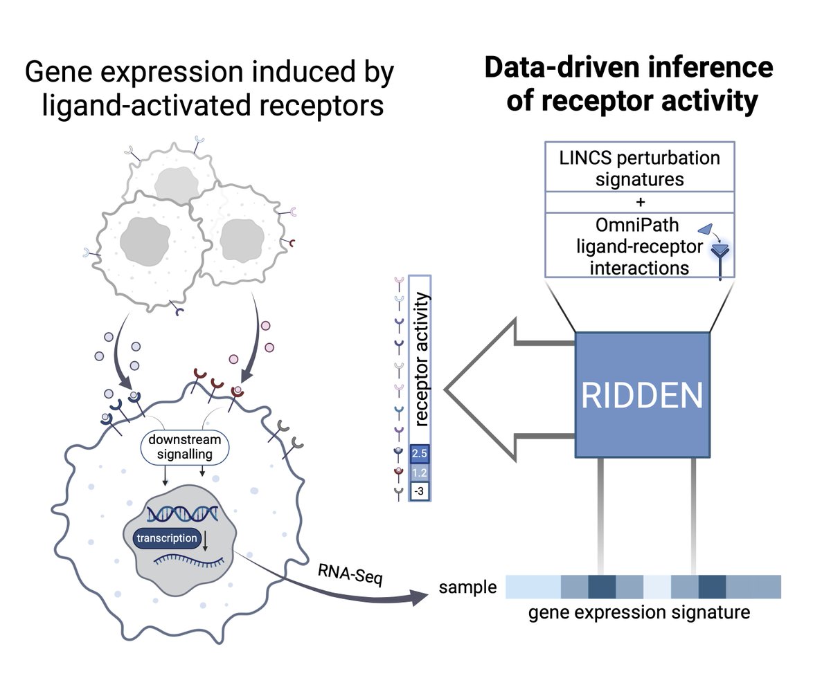 Receptors are essential for cell communication, yet most comp CCC tools focus on ligand/receptor expression, not receptor activity. To address this, we developed RIDDEN, a model that infers activity for 229 receptors from transcriptomics data. 1/ n biorxiv.org/content/10.110… 1/n