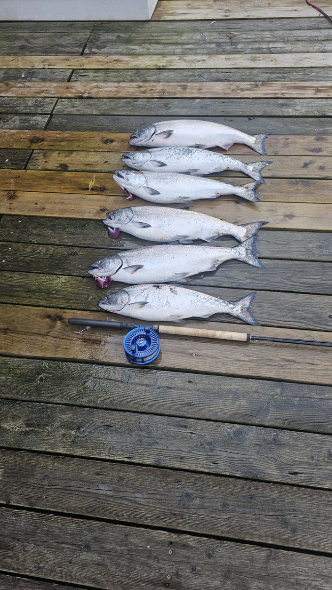 BLCFishing's tweet photo. Very good salmon fishing this year around Vancouver. We released at least 20 fish. #salmonfishingvancouver #salmonfishing #tourismbc #granvilleisland https://t.co/HRhBpSSbrm