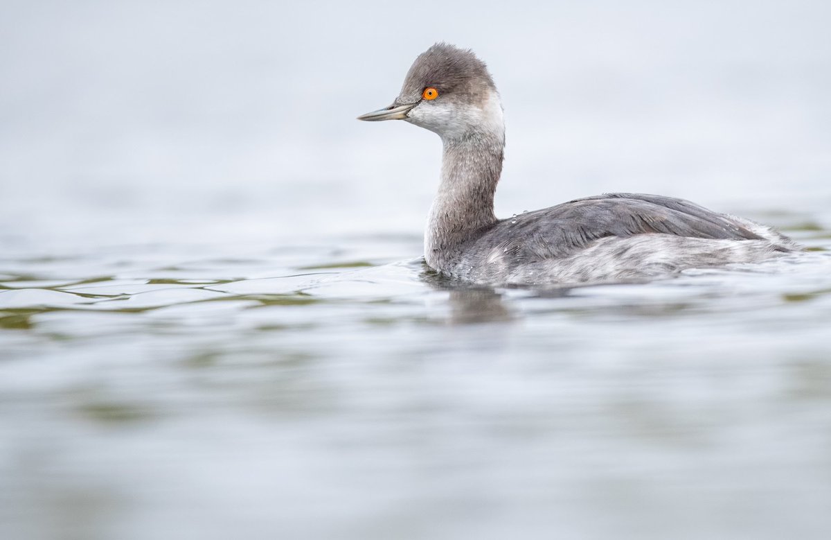 First Whooper Swans since 2017 highlight of November roundup on walthamstowbirders.blogspot.com  Golden Plover, Brambling  &amp; Pintail take year list to record 147 with a month to go. Thanks to <a href="/IvorHewstone/">Ivor hewstone</a> <a href="/Chris_Farthing/">Chris Farthing</a> <a href="/Elliott81758817/">Sam O'Donnell</a> for pics #londonbirding