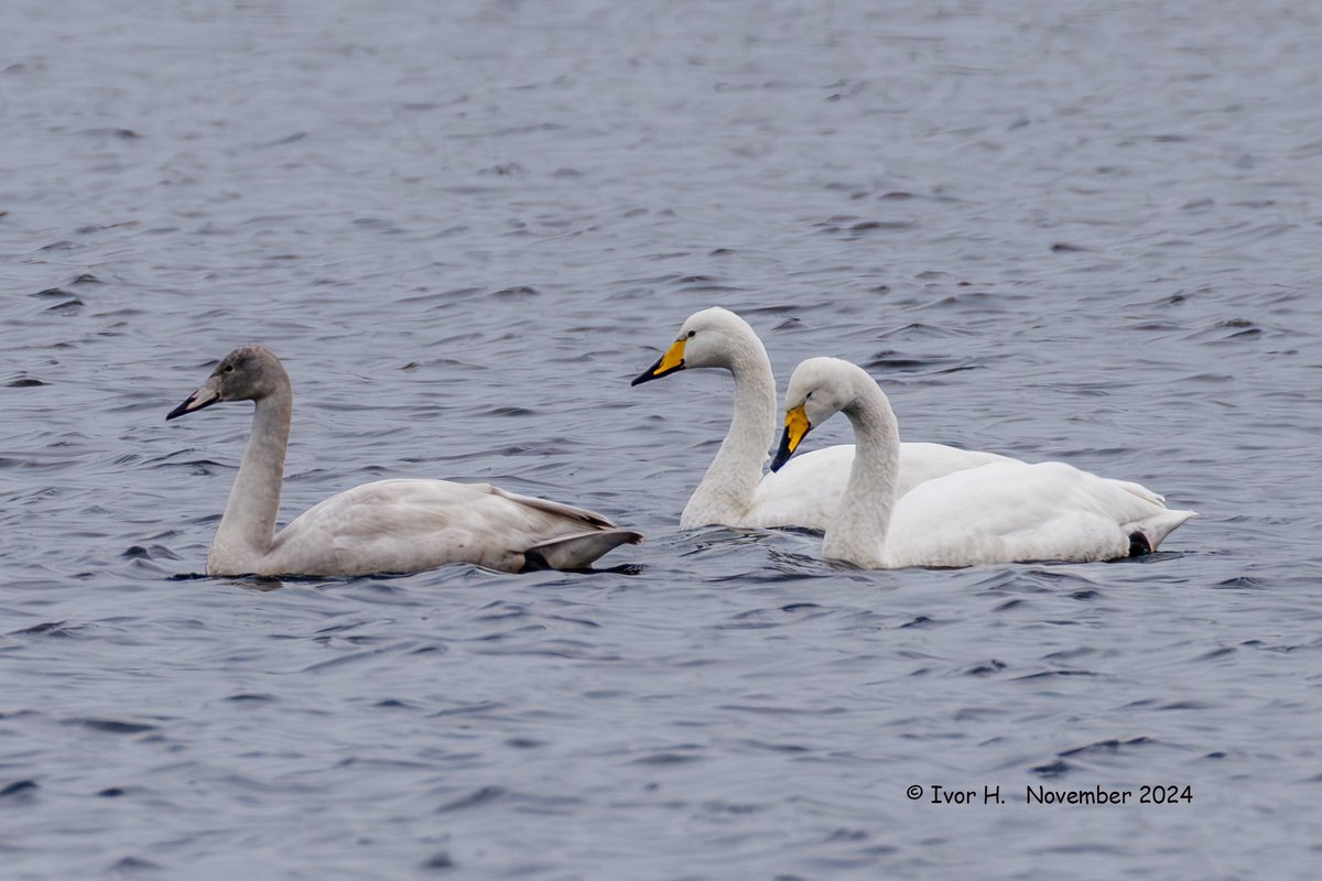 porthkillier's tweet photo. First Whooper Swans since 2017 highlight of November roundup on https://t.co/nc286zNtxo  Golden Plover, Brambling  &amp; Pintail take year list to record 147 with a month to go. Thanks to @IvorHewstone @Chris_Farthing @Elliott81758817 for pics #londonbirding https://t.co/tKFMFRbGyK
