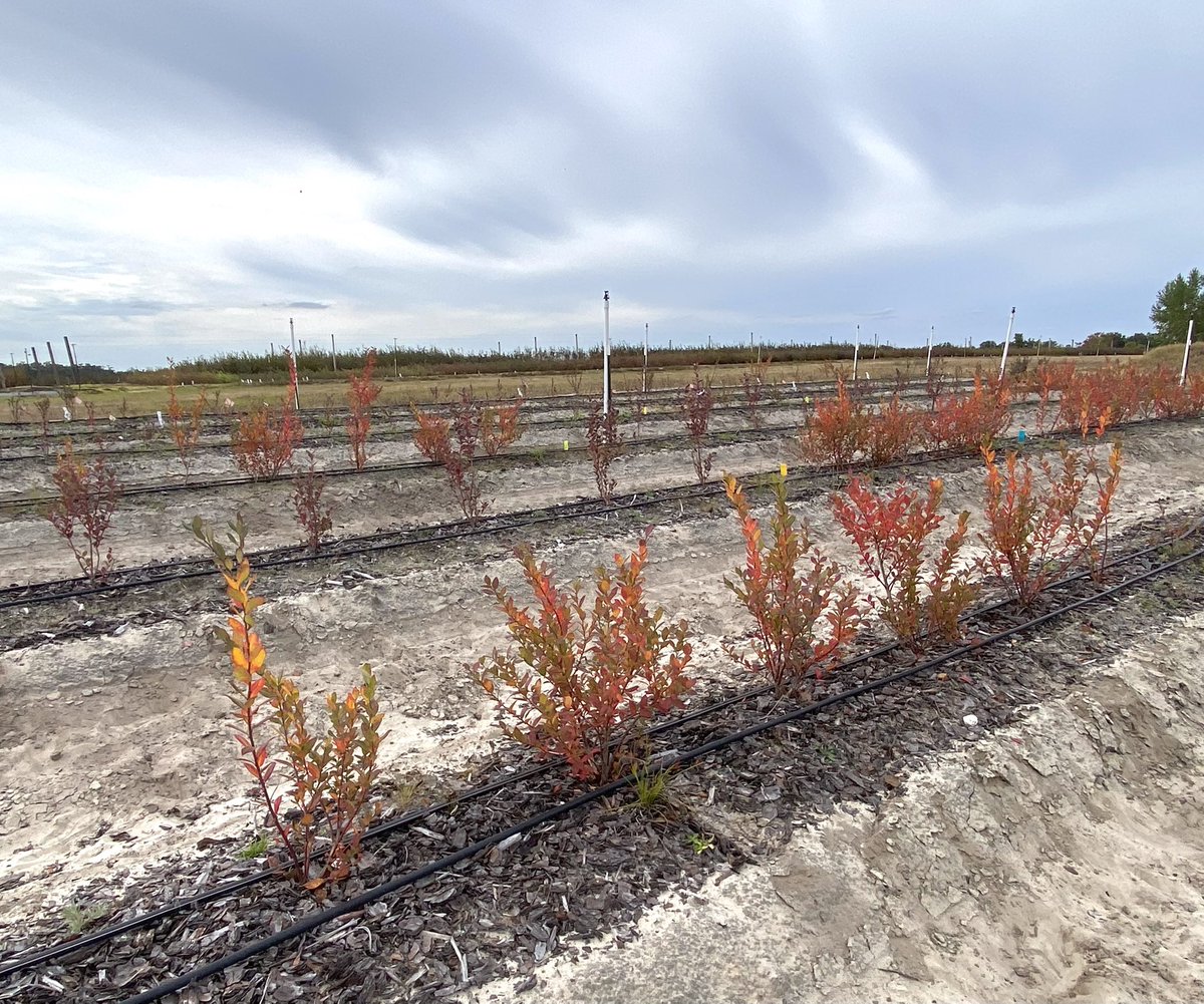Martin Zapien (@martinzapien6) on Twitter photo Our planting density field had a good vegetative growth this year, and now plants turned colors and prepare for receiving the winter. First crop coming next year! @SouthernSARE <a href="/GNunezUF/">Gerardo Nunez</a> #Florida #Blueberries Our planting density field had a good vegetative growth this year, and now plants turned colors and prepare for receiving the winter. First crop coming next year! @SouthernSARE <a href="/GNunezUF/">Gerardo Nunez</a> #Florida #Blueberries