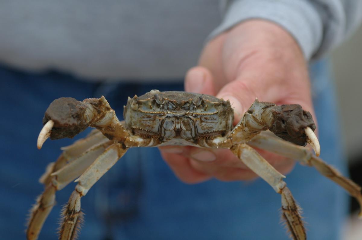 SERCinvasions's tweet photo. Baby, it's cold outside! βοΈβοΈ Don't forget to grab your mittens before venturing outside. This historically elusive crab doesn't need to remember because it's got a pair of its own all year round! π¦π #ChineseMittenCrab #25DaysofCrustmas #Day9 #crab #crustacean π·SERC Staff https://t.co/KKrQVAQmzu