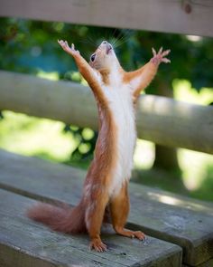 EufrasioDev tweet media