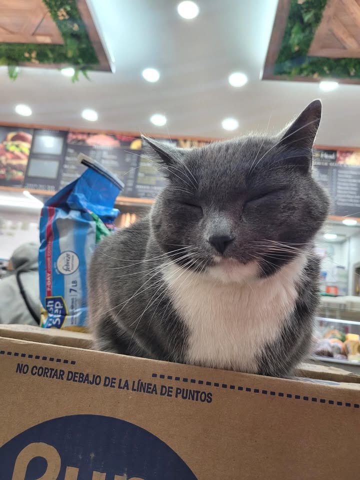 Bodegacats_'s tweet photo. https://t.co/mQsYNaLqgR