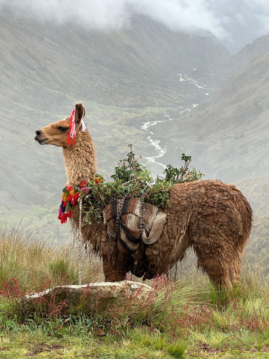 ABCbirds's tweet photo. Happy #LlamaDay!! ๐ฆ
No, we havenโt been hacked by llama lovers (we ARE llama lovers! ๐).
Learn how llamas fit into the bird conservation picture at https://t.co/eVSymEUiuG. ๐ฆ
๐ท Asociacion Ecosistemas Andinos (ECOAN)
#everyacrecounts #habitatconservation #BirdConservation https://t.co/mlAidS0D89