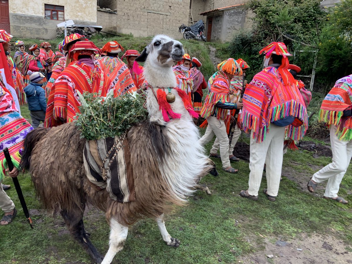 ABCbirds's tweet photo. Happy #LlamaDay!! ๐ฆ
No, we havenโt been hacked by llama lovers (we ARE llama lovers! ๐).
Learn how llamas fit into the bird conservation picture at https://t.co/eVSymEUiuG. ๐ฆ
๐ท Asociacion Ecosistemas Andinos (ECOAN)
#everyacrecounts #habitatconservation #BirdConservation https://t.co/mlAidS0D89