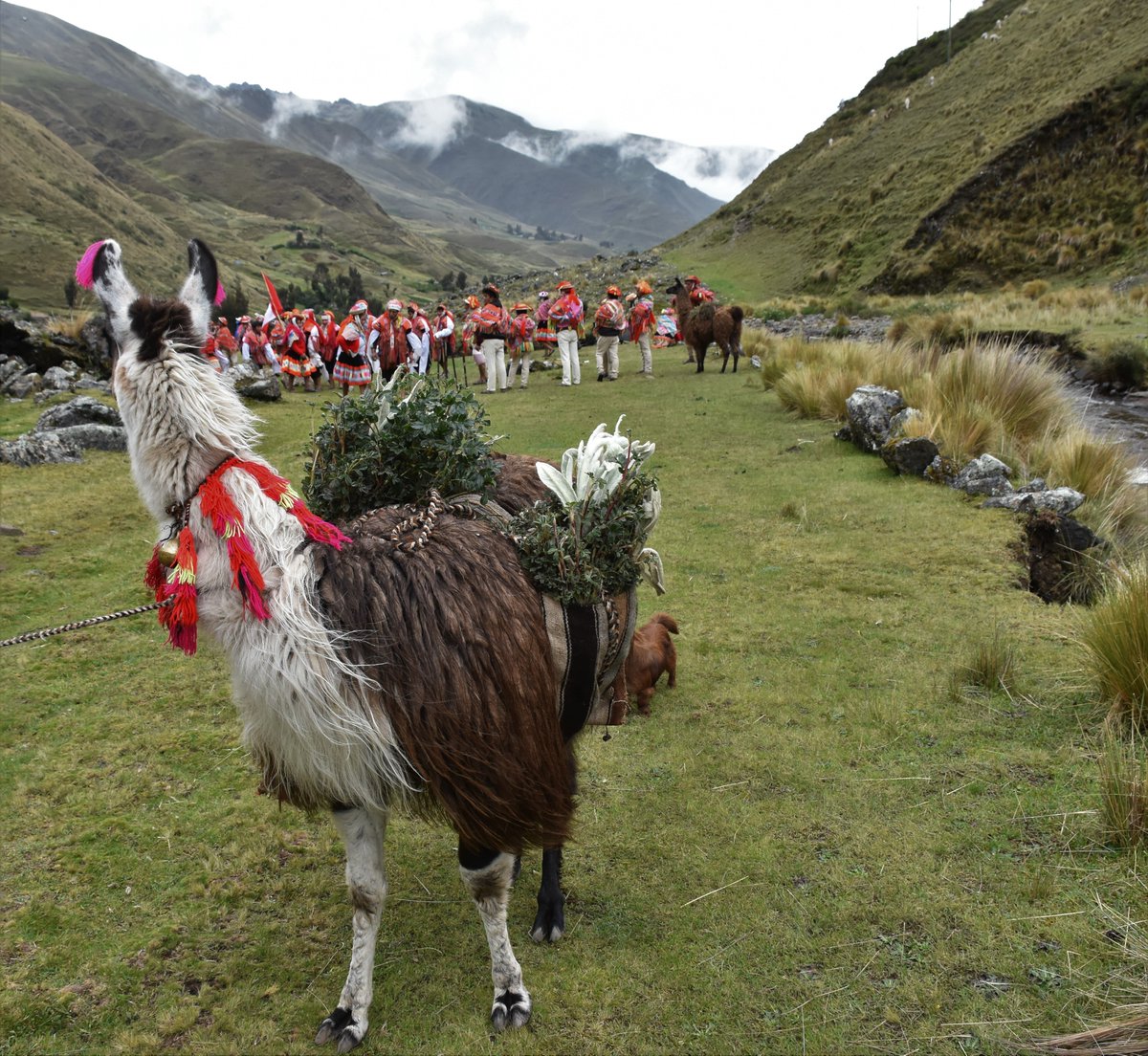 ABCbirds's tweet photo. Happy #LlamaDay!! ๐ฆ
No, we havenโt been hacked by llama lovers (we ARE llama lovers! ๐).
Learn how llamas fit into the bird conservation picture at https://t.co/eVSymEUiuG. ๐ฆ
๐ท Asociacion Ecosistemas Andinos (ECOAN)
#everyacrecounts #habitatconservation #BirdConservation https://t.co/mlAidS0D89