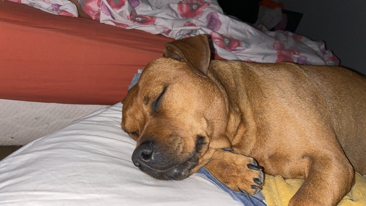 sandyfritiau's tweet photo. Merci à toi ma fifille pour ces 5 merveilleuse année à tes coter, je te souhaite un magnifique voyage au paradis des chiens. 
Je t’aime pour toujours ma Pizzaa ♥️ https://t.co/F1sTx8HJzF