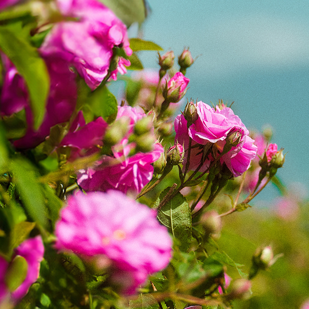 From petal to product, our roses are ethically grown and harvested with care in the Bulgarian Rose Valley. Experience the purity of Alteya Organics—where organic beauty thrives🌿

alteyaorganics.com