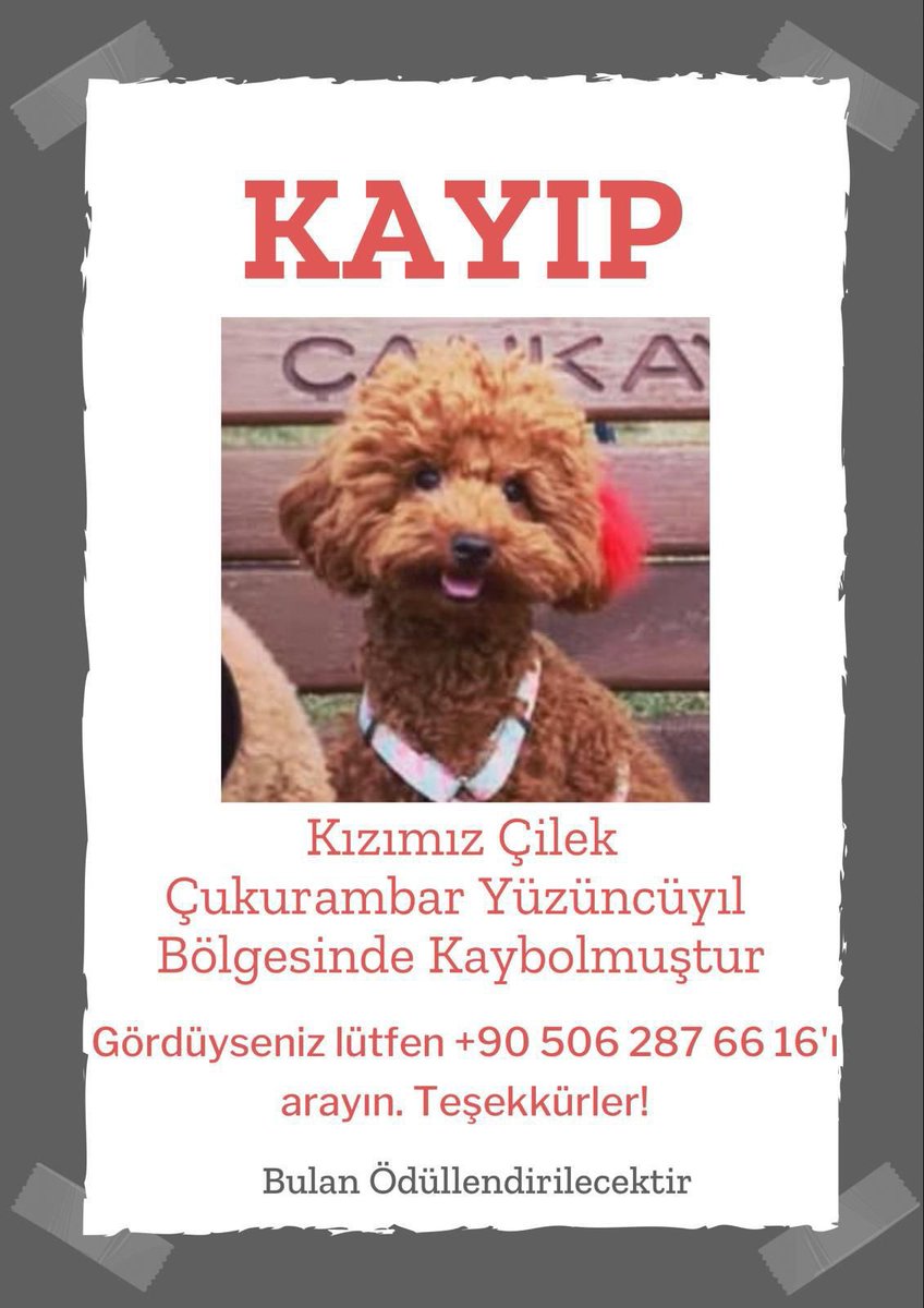 #kayıpköpek RT lütfen