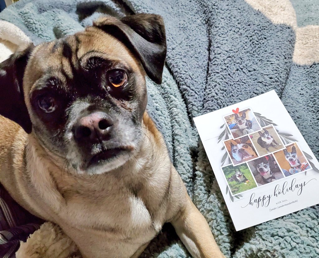 PugnatiousG's tweet image. #Pupmail

Dear Zandermander @Zandermanderth1  Fank You so much for your lovely card!! It's great and we love it!. We love you too dear friends. It made us smile like you do every day.
Merry Christmas dear heart!

Love Duggie ❤️

#DarlingDuggie #Christmas2024 
#PuggieForever