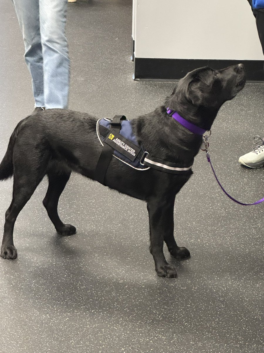 Today was an exciting day - our staff worked with Salsa for the first time!

#wearemaumee #facilitydog #pantherpawsprogram