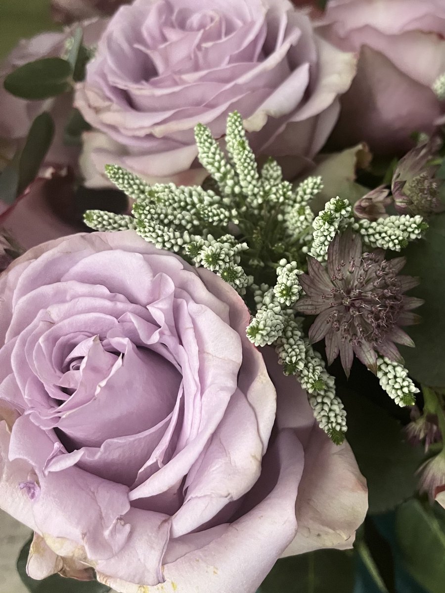 Roses d’hiver 💜