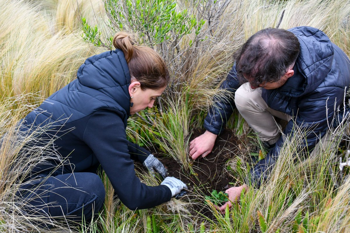 tori_flores's tweet photo. 💧 El tabaquillo es una especie nativa endémica que cumple un rol fundamental protegiendo a los suelos
💪🏼 Desde @MinAmbienteCba vamos a seguir trabajando por la restauración ecológica de Córdoba junto a las organizaciones de la sociedad civil y el sector privado.
#Tabaquillo https://t.co/jAVCD2B4ur
