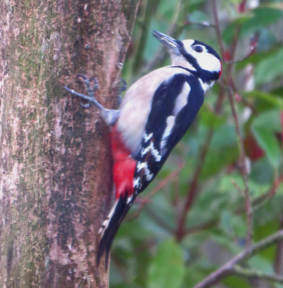 Itsnumber29's tweet photo. Lovely to see this Great Spotted Woodpecker and his mate visiting our bird table each day.

#Woodpecker #greatspottedwoodpecker #BirdsOfTwitter #birds https://t.co/i8LY1imVTf