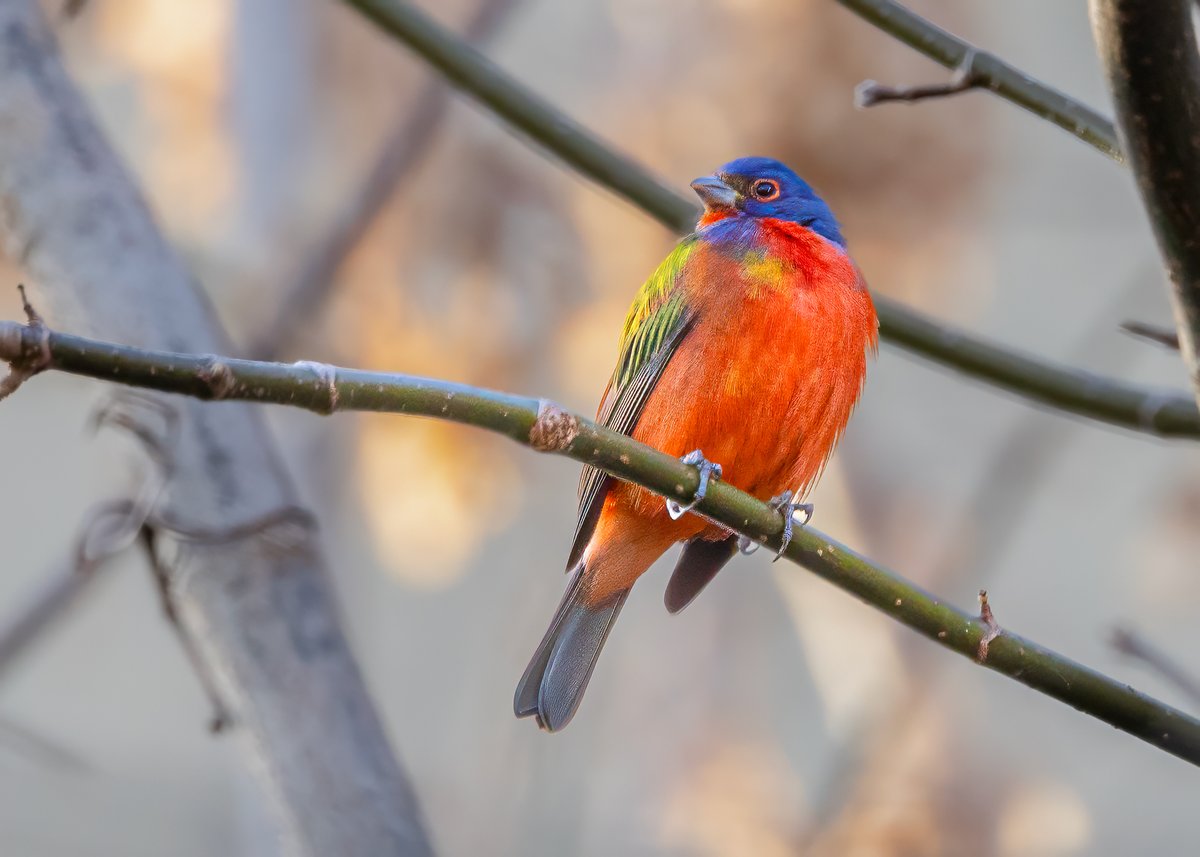 Vee Nabong tweet media