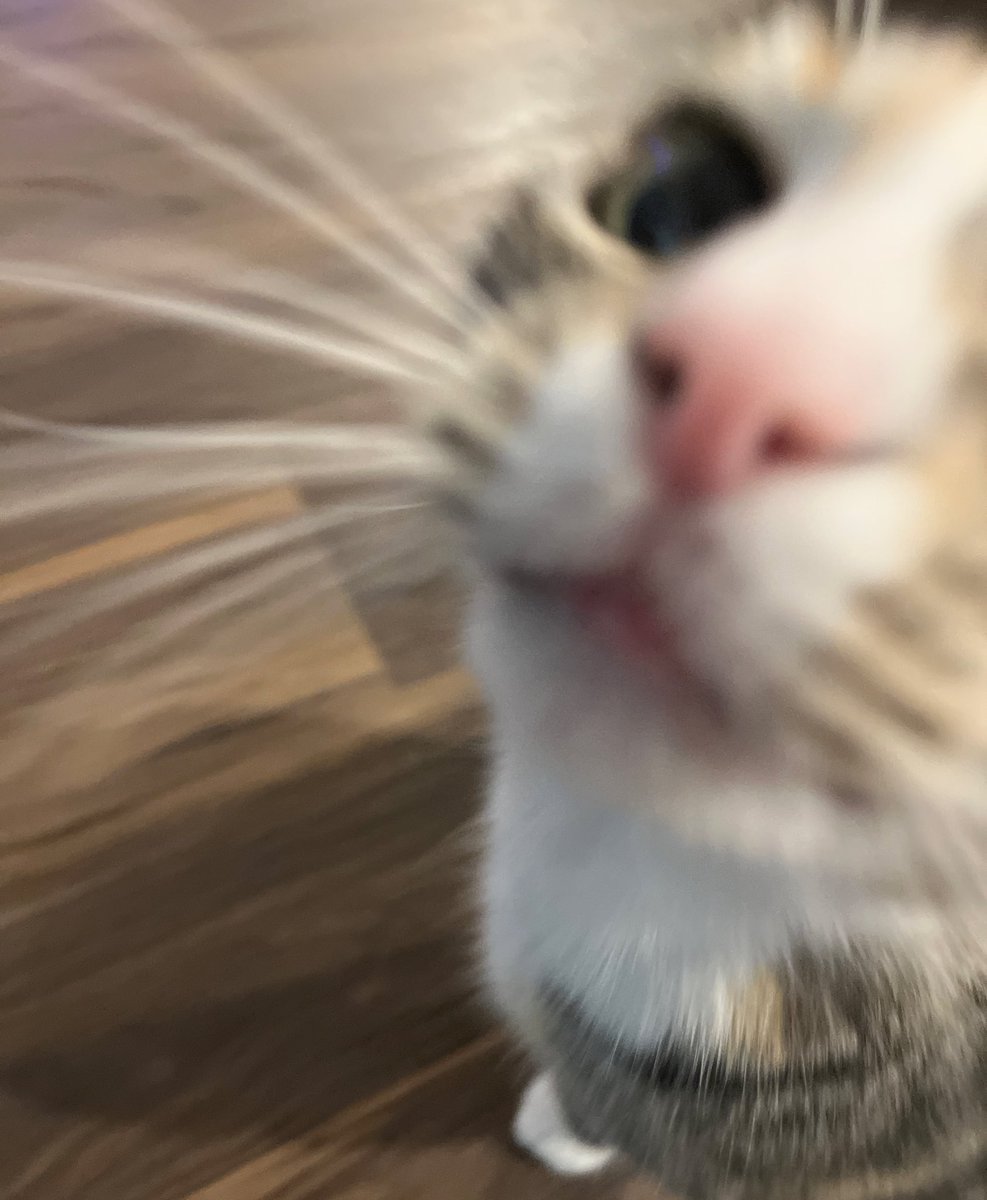 bennywormcat's tweet photo. sniff sniff sniff sniff sniff sniff sniff sniff sniff sniff sniff sniff sniff sniff sniff sniff sniff sniff sniff sniff sniff sniff sniff sniff sniff sniff sniff sniff sniff sniff sniff sniff sniff sniff sniff sniff sniff sniff sniff sniff sniff sniff sniff sniff sniff sniff snif https://t.co/ih8saYzf56
