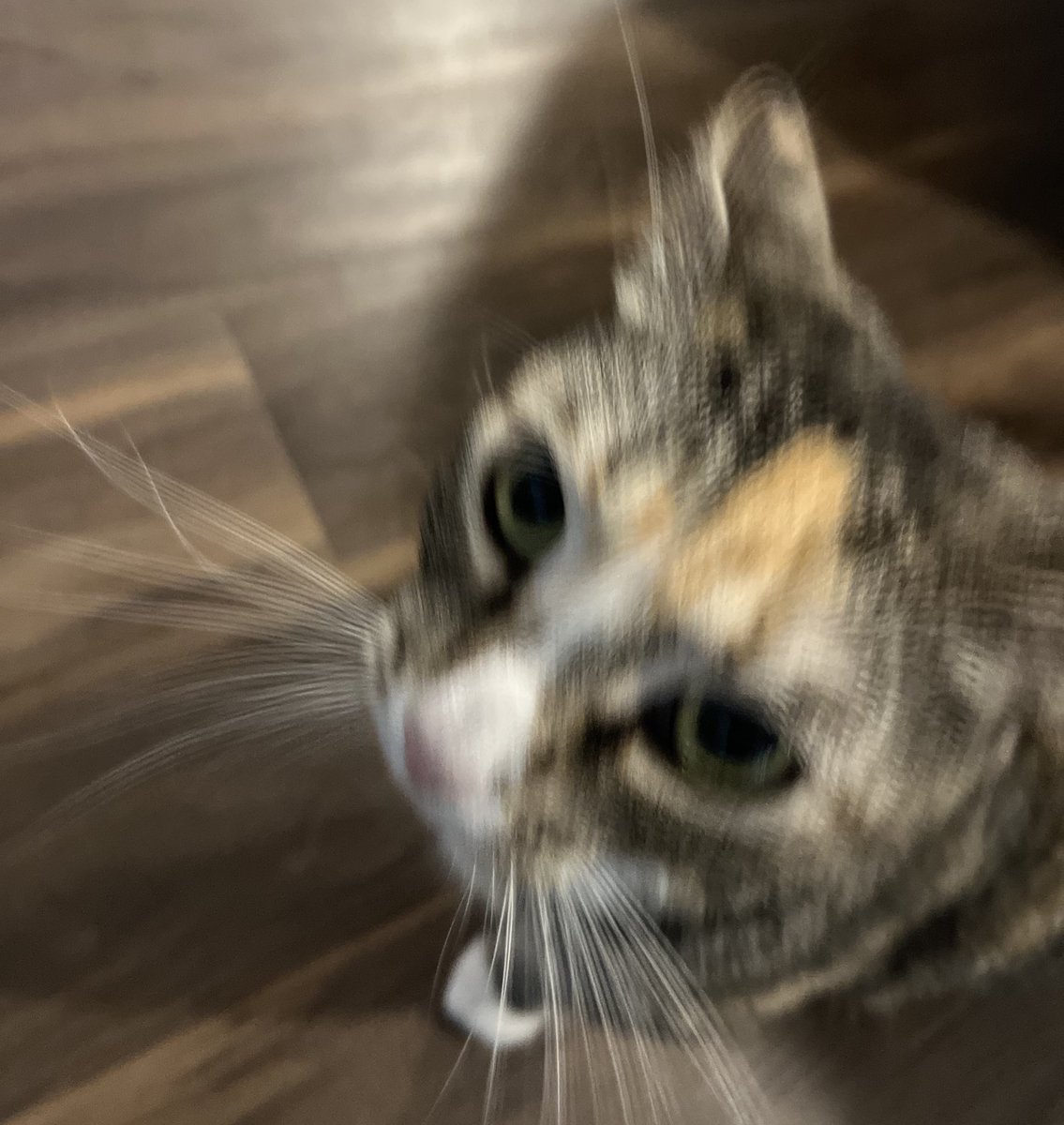 bennywormcat's tweet photo. sniff sniff sniff sniff sniff sniff sniff sniff sniff sniff sniff sniff sniff sniff sniff sniff sniff sniff sniff sniff sniff sniff sniff sniff sniff sniff sniff sniff sniff sniff sniff sniff sniff sniff sniff sniff sniff sniff sniff sniff sniff sniff sniff sniff sniff sniff snif https://t.co/ih8saYzf56