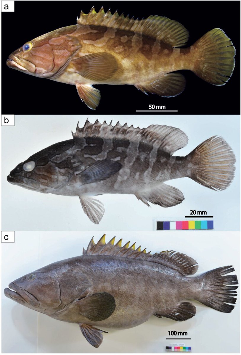 FishBaseProject's tweet photo. This discovery by marine biologists from Japan and Vietnam underscores the power of genetic and physical studies in revealing the ocean's hidden diversity. 🌊✨ 
Explore: https://t.co/PsqoDwvmab. #newspeciesalert #newinscience #groupers #asia https://t.co/hAvoQGK6Fb
