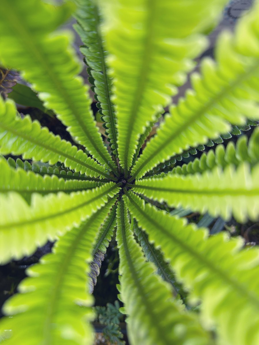 RikutaJp's tweet photo. Blechnum obtusatum var. obtusatum

4年くらい育てているオブオブ
当時アクアにしか興味がなかった私を上陸させるきっかけとなった1株。

そろそろ胞子撒きにも挑戦してみようかな
 #ブレクナム  #オブツサタム #blechnum https://t.co/rgBWP0LbTU