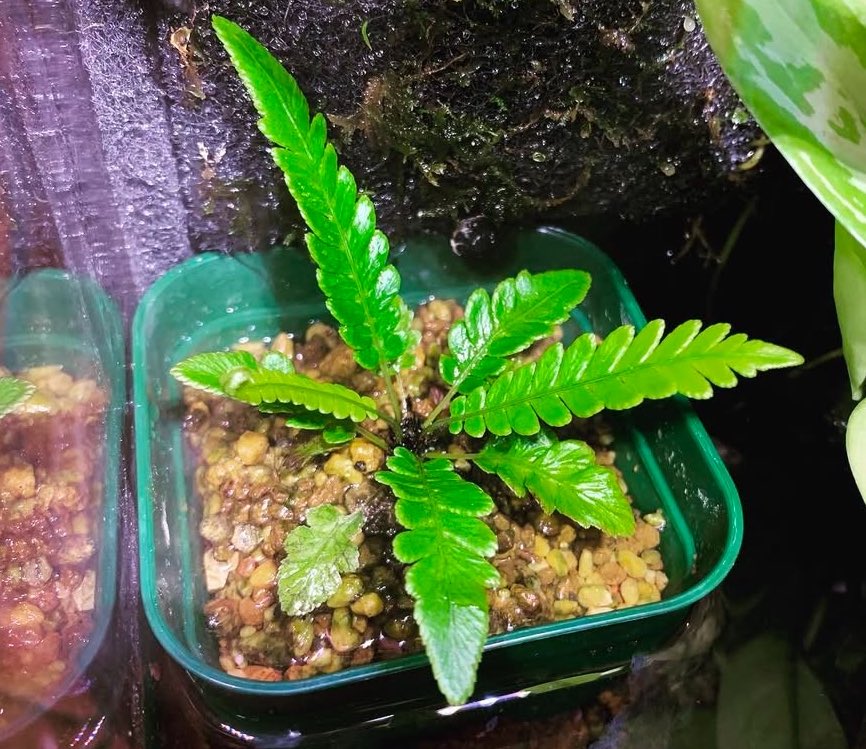 RikutaJp's tweet photo. Blechnum obtusatum var. obtusatum

4年くらい育てているオブオブ
当時アクアにしか興味がなかった私を上陸させるきっかけとなった1株。

そろそろ胞子撒きにも挑戦してみようかな
 #ブレクナム  #オブツサタム #blechnum https://t.co/rgBWP0LbTU