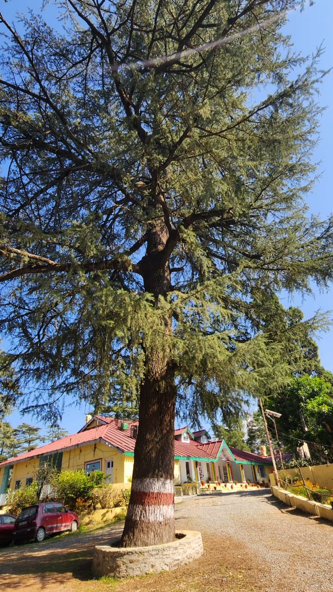 pargaien's tweet photo. My favourite: A giant veteran Deodar near Almora Govt Guest House
#Thucktrunktuesday #Tree
#Twittertree #TwitterX https://t.co/bxeIaD3owm