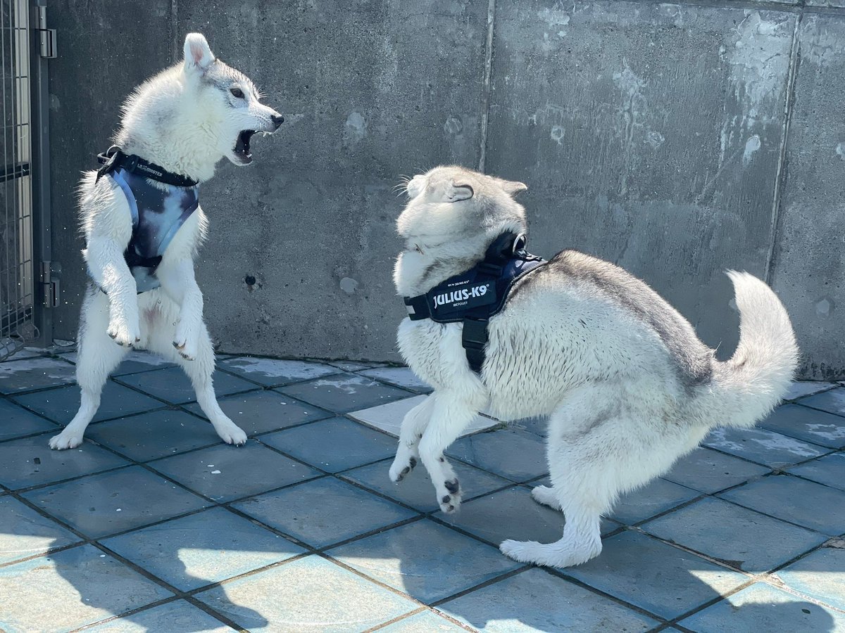 5rose_husky's tweet photo. ジュラ紀のハスキー🦖🌋

#ティラノサウハス https://t.co/v6uBDEf706