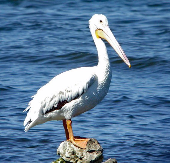 soapdestroyeeur's tweet photo. BREAKING NEWS 🚨: Josef Creep, has been eaten by a pelican. https://t.co/fpW8nL74My