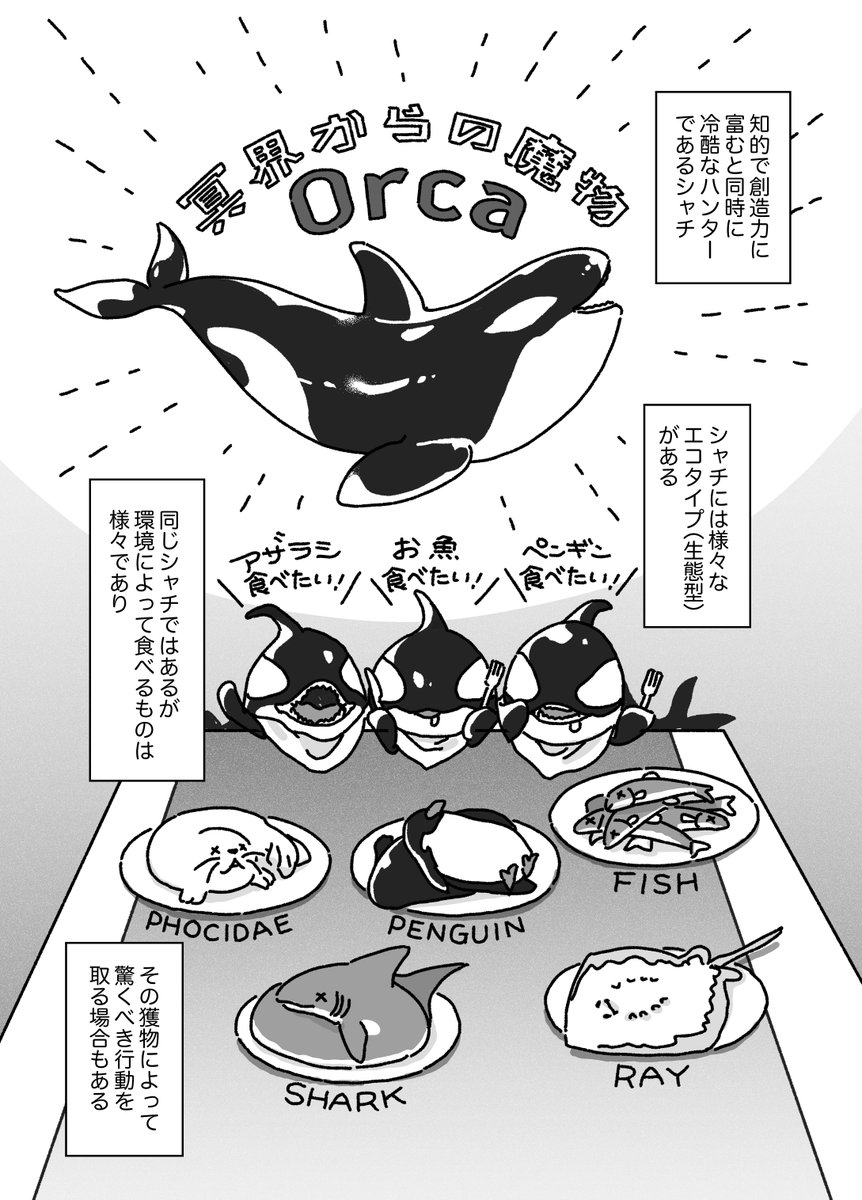 すでに公開されていたのですが…ダイヤモンドオンラインにて書籍『動物のひみつ』(アシュリー・ウォード著、夏目大訳)の一部を漫画化してご紹介しています〜!今回は賢いシャチのお話🐋🦭https://t.co/gaiOK7c5dY 