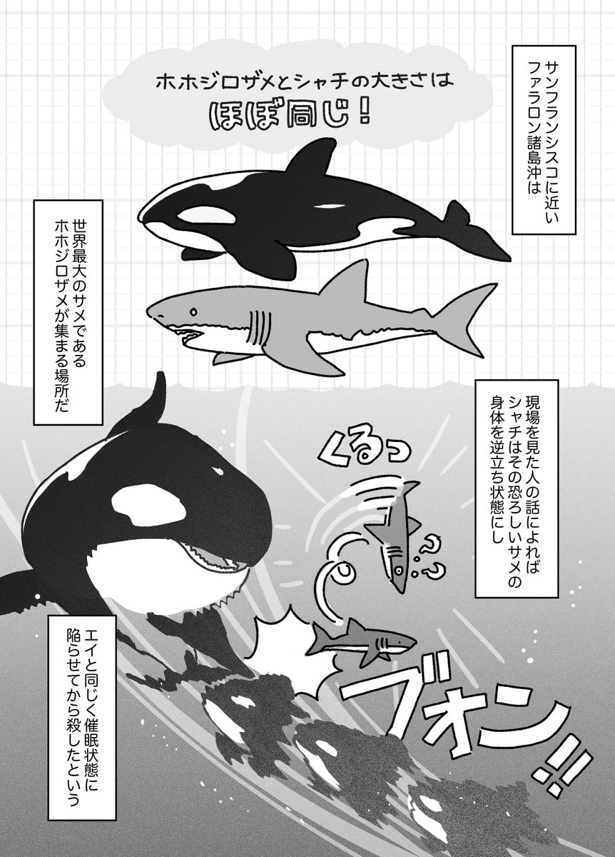 すでに公開されていたのですが…ダイヤモンドオンラインにて書籍『動物のひみつ』(アシュリー・ウォード著、夏目大訳)の一部を漫画化してご紹介しています〜!今回は賢いシャチのお話🐋🦭https://t.co/gaiOK7c5dY 