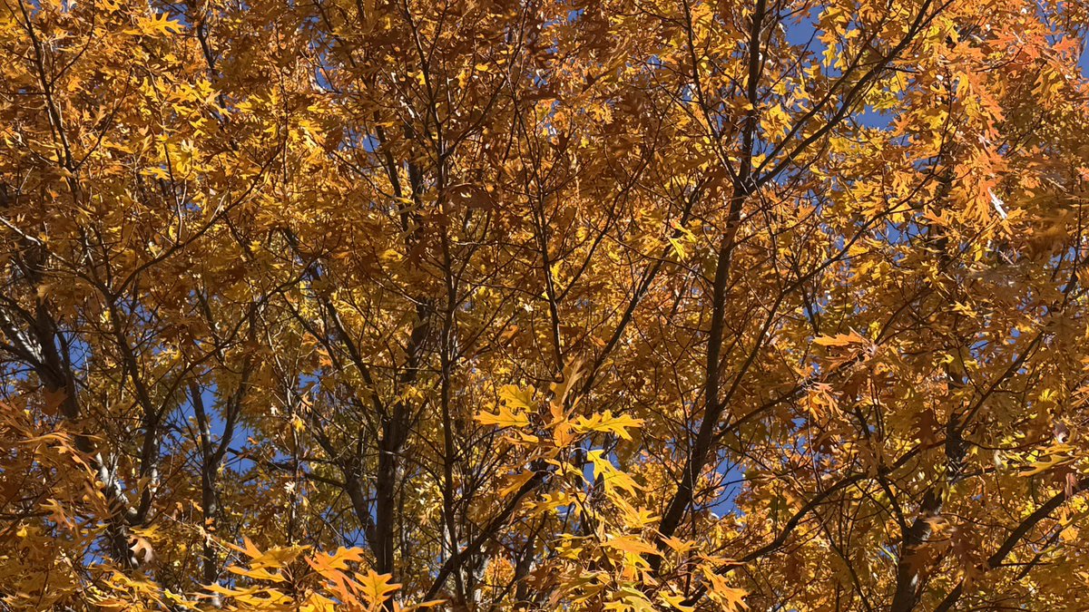 <a href="/FoliageReport/">The Foliage Report</a> Abilene 😍