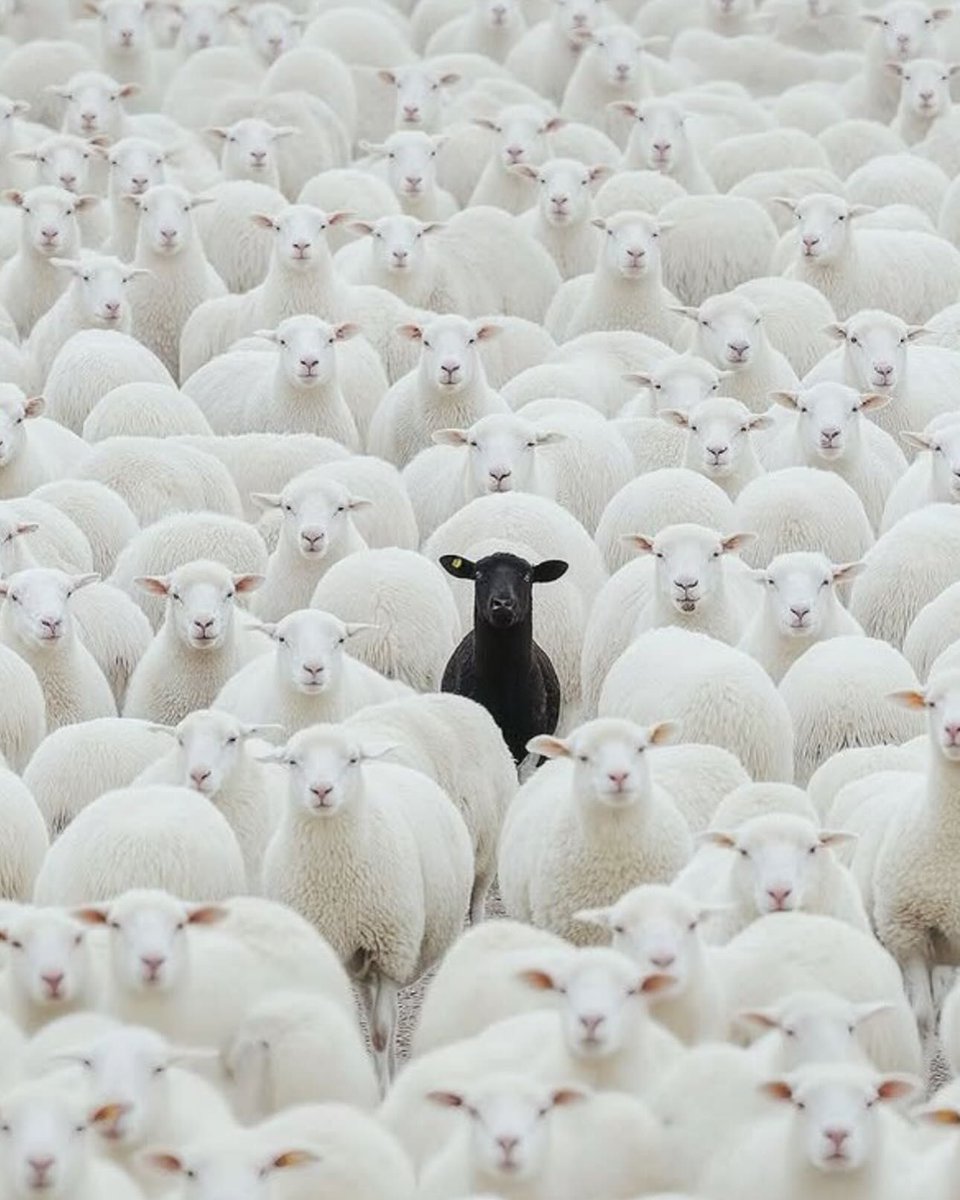 ARTIFAXING (@pedestrian) on Twitter photo 