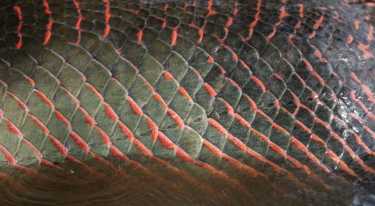 Indifly_'s tweet photo. In addition to their remarkable size, arapaima attract anglers with their markings and compelling colors.

Ph: Will Graham
#flyfishing #indifly #guyana #rewa #ecotourism #indiflycorps #DiscoverGuyana #visitguyana https://t.co/T81IpmFPe4