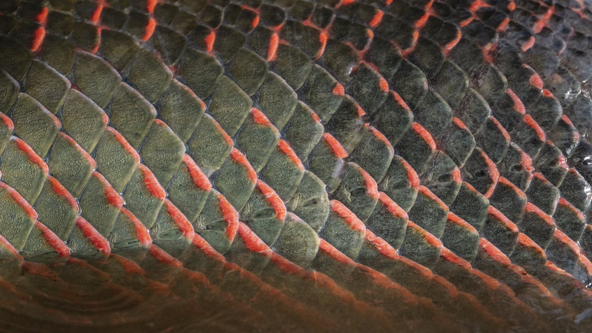Indifly_'s tweet photo. In addition to their remarkable size, arapaima attract anglers with their markings and compelling colors.

Ph: Will Graham
#flyfishing #indifly #guyana #rewa #ecotourism #indiflycorps #DiscoverGuyana #visitguyana https://t.co/T81IpmFPe4