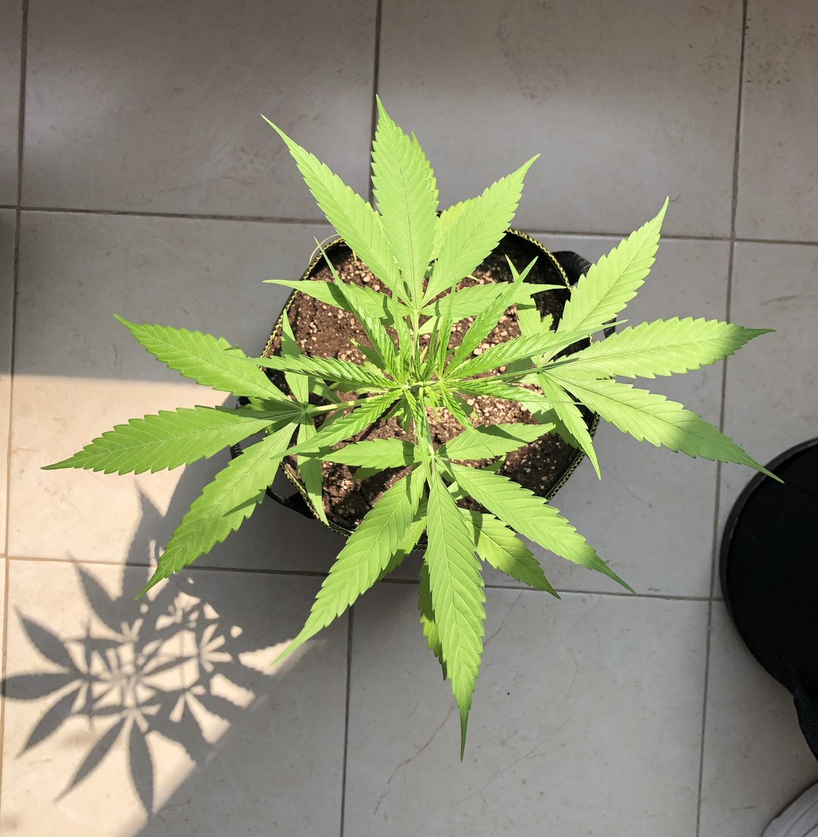 Faltará mucho para que se ponga roja mi Noche Buena?