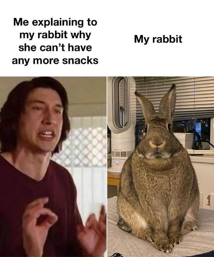 RabbitLoversUSA's tweet photo. https://t.co/T4ux7aOMck