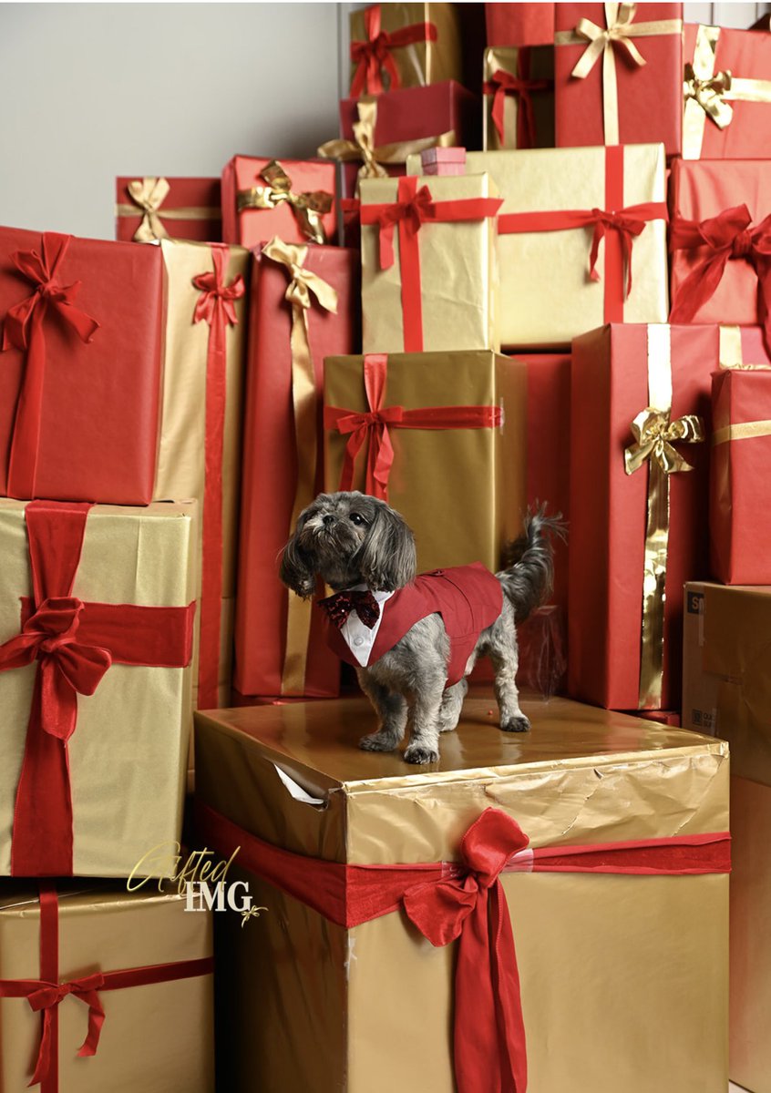 neiramonayy_'s tweet photo. I take my title as a dog mom so seriously. 
Holiday photos 🎄❤️🐶. https://t.co/ORN47gz8Or