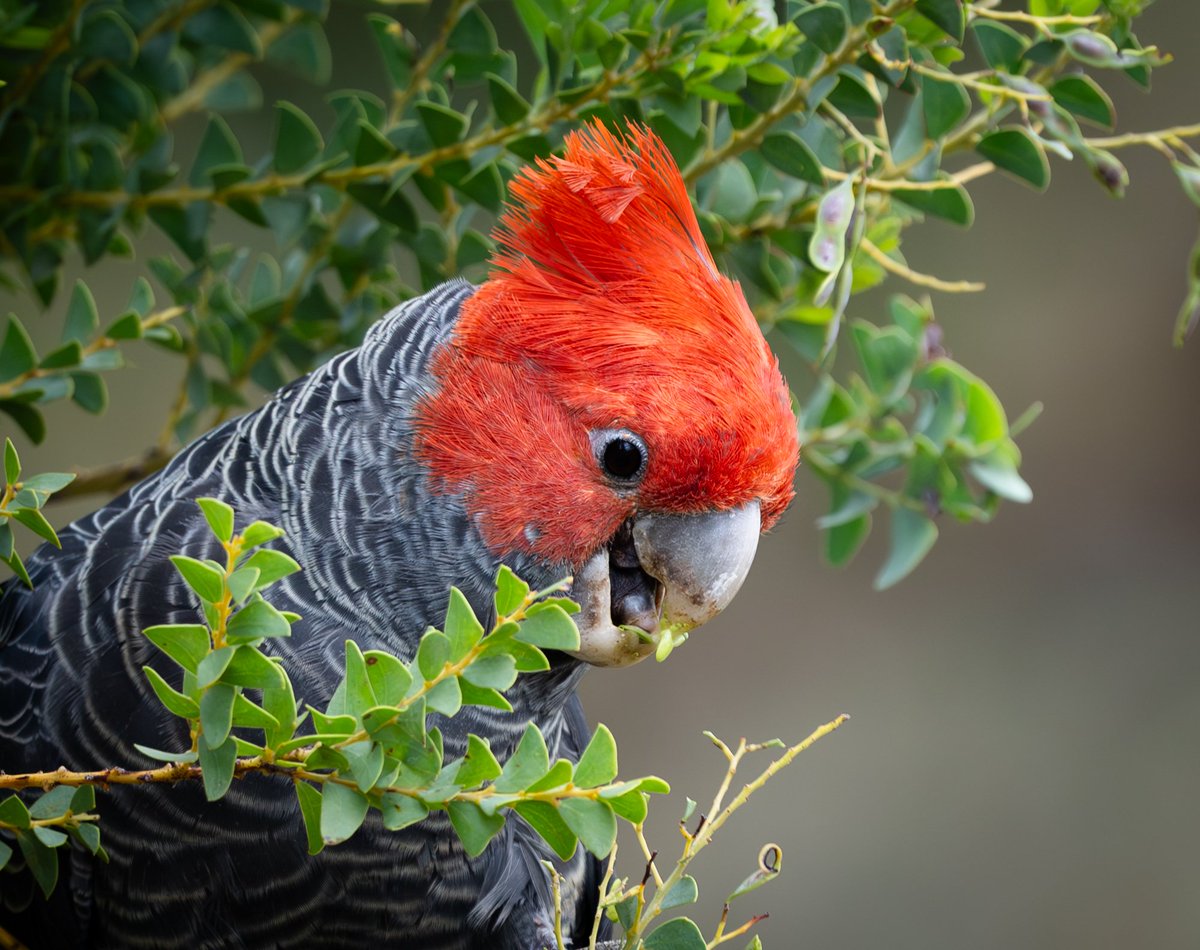I usually hear these birds before I see them.
Gang-gang - Red Hill