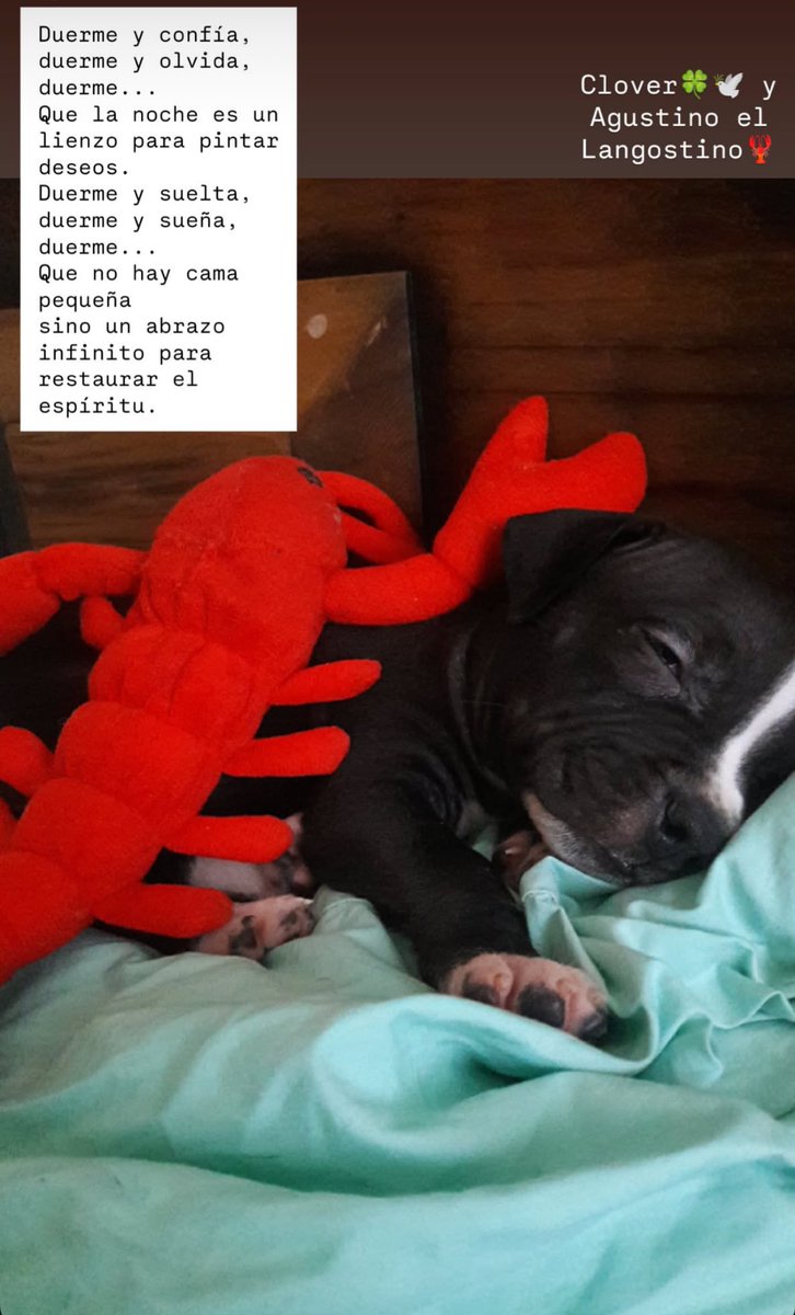 Nuestro querido Clover 🍀 bebé… nos brindó inconmensurable amor por 8 años, fuimos privilegiadas.