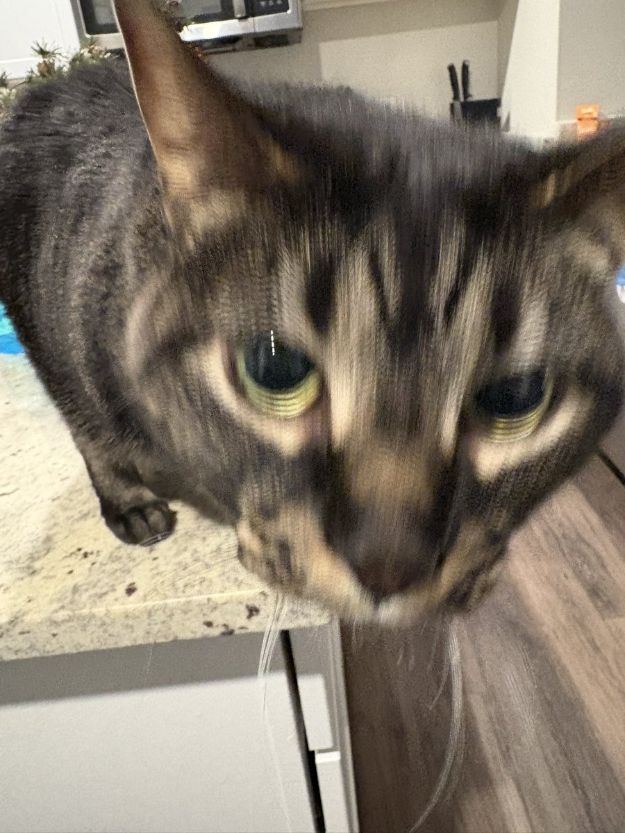 I wish my cat was real