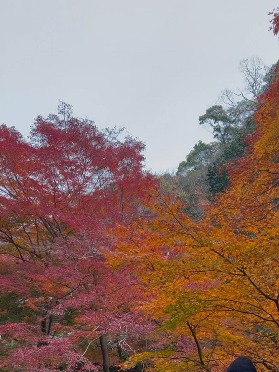akaricoscos's tweet photo. 12月に紅葉って変な感じだけどとても綺麗かった◎
もみじのてんぷら初めて食べた🍁
ビールに合うように甘くないのもあれば良いのにな👀 https://t.co/ADQX7wJU7n