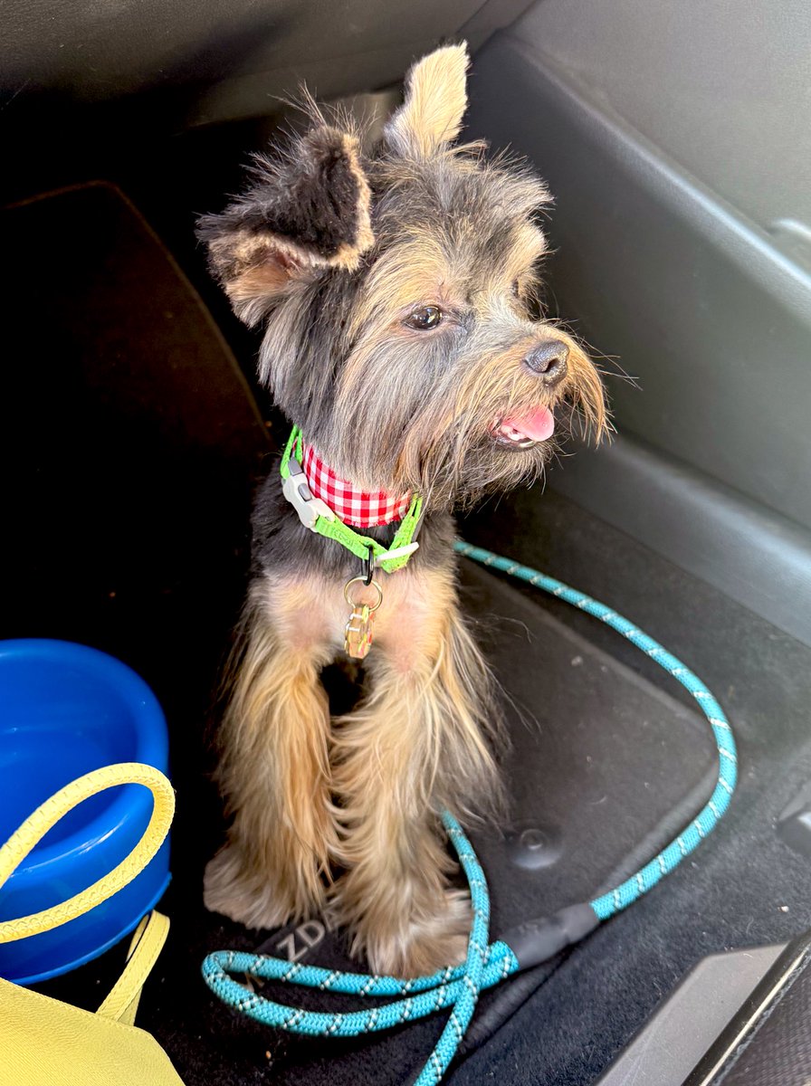 Erika_Salero's tweet photo. Mi chewbacca 🐕🤍 https://t.co/6lXDAaZP6B