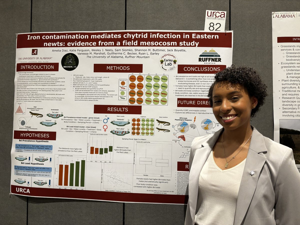 SICB Division of Comparative Endocrinology (@sicb_dce) on Twitter photo This week, we're featuring DCE Riddiford Award nominee Amelia Diaz <a href="/AmeliaDiaz96440/">Amelia Diaz</a> for #MeettheScientist! Amelia is an undergraduate student at <a href="/UaDeptBSC/">UA Dept. of BSC</a>, where she is investigating how environmental pollutants affect physiological and immune responses in Eastern newts! 🦎🦠 This week, we're featuring DCE Riddiford Award nominee Amelia Diaz <a href="/AmeliaDiaz96440/">Amelia Diaz</a> for #MeettheScientist! Amelia is an undergraduate student at <a href="/UaDeptBSC/">UA Dept. of BSC</a>, where she is investigating how environmental pollutants affect physiological and immune responses in Eastern newts! 🦎🦠