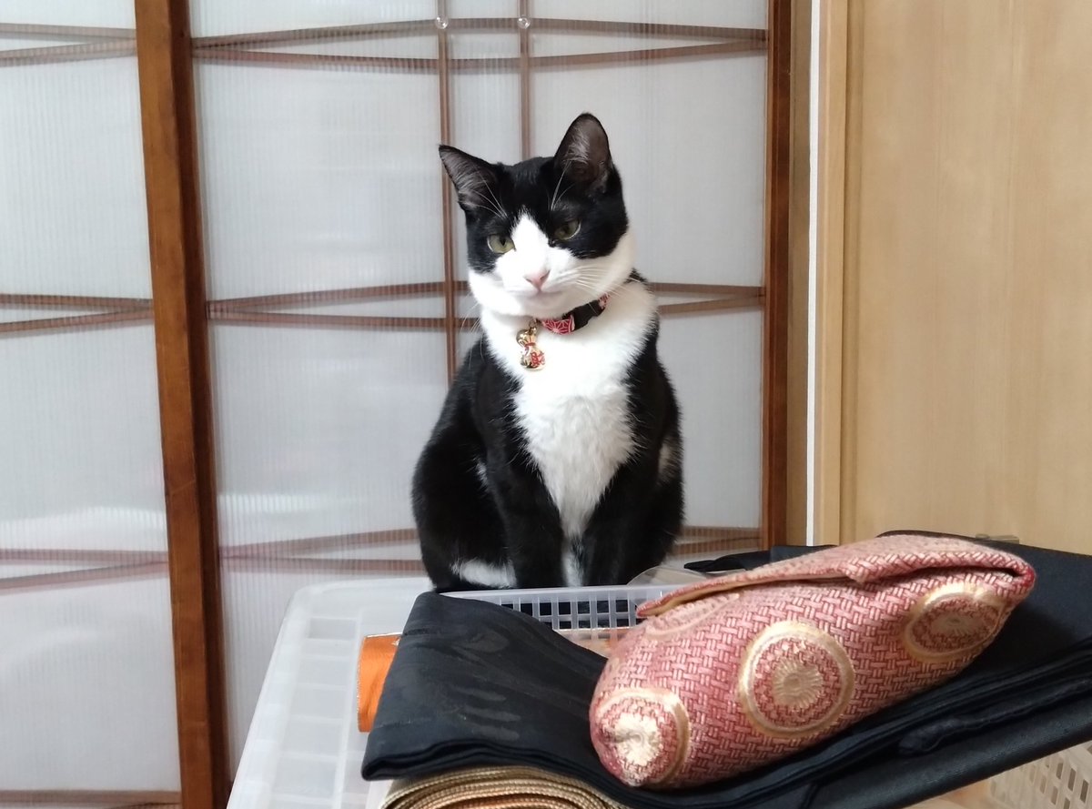 usagi62702179's tweet photo. #猫立子 #ねこりっし #まおりーず #保護猫 https://t.co/e8rvpiid72